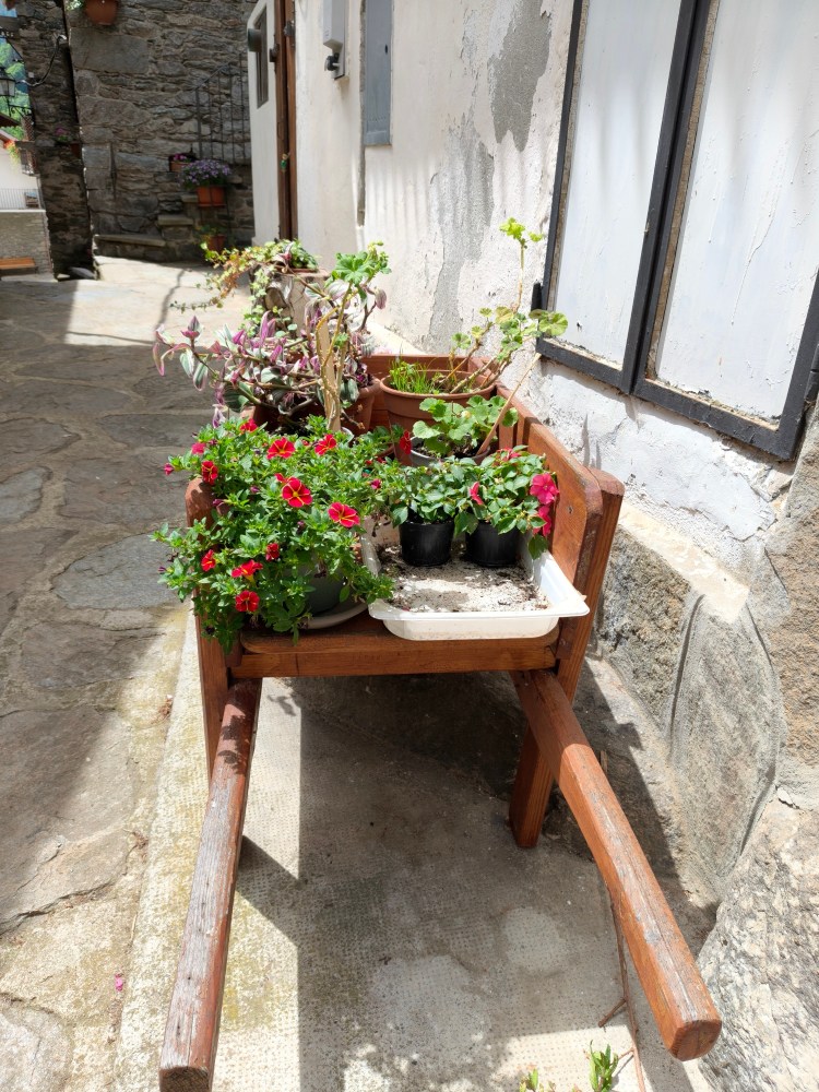 Vaso di fiori colorati su un carretto di legno in un cortile, con piante in vaso e fiori rossi e verdi.