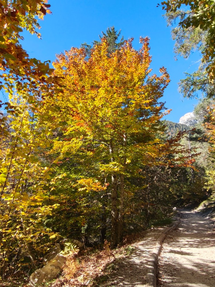 Sentiero fiancheggiato da alberi verdi e dorati durante l'autunno, con un cielo blu sopra.