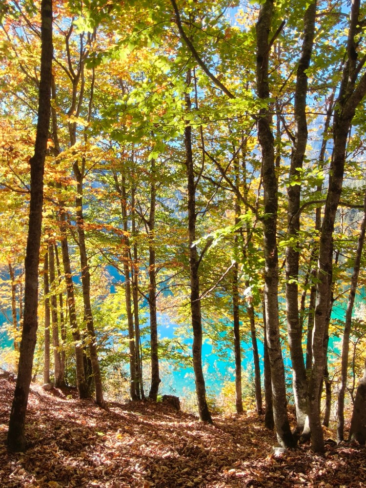 Foresta con alberi dai colori autunnali e un lago blu visibile in lontananza.