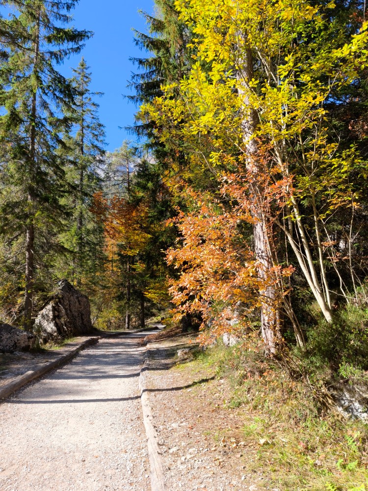 Sentiero di montagna circondato da alberi con foglie gialle e arancioni in autunno.