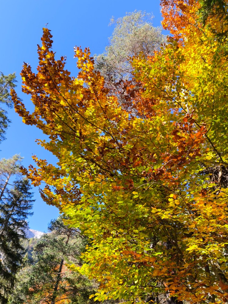 Fogliame autunnale con tonalitΓ di giallo, arancio e verde sotto un cielo blu.