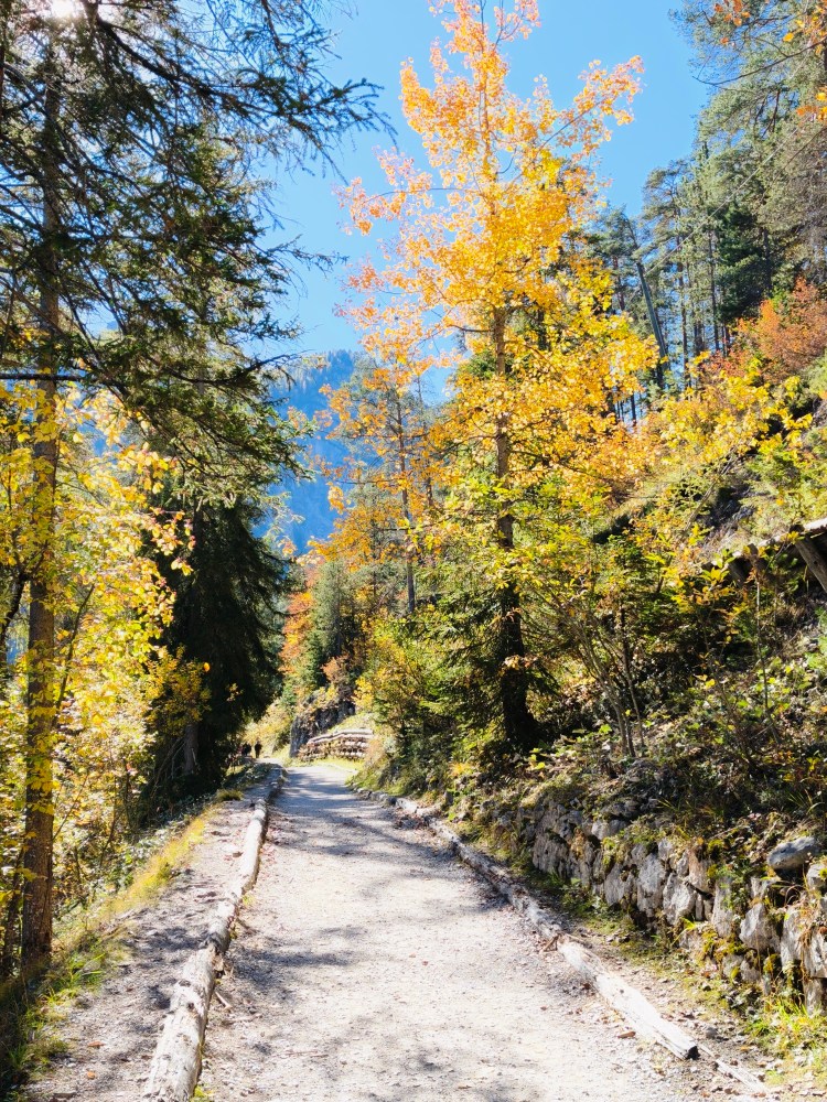 Sentiero panoramico circondato da alberi con foglie gialle in autunno.