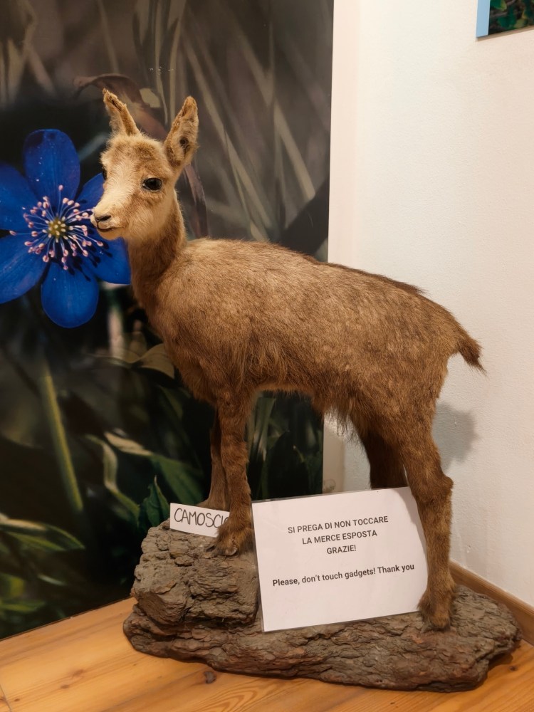 Un esemplare tassidermizzato di camoscio in una vetrina, con un cartello che invita a non toccare la merce esposta.