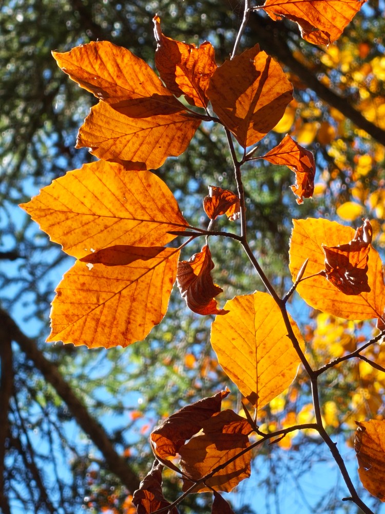 Foglie d'autunno di colore arancione brillanti contro un cielo blu.