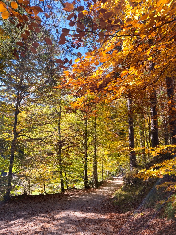 Sentiero alberato in autunno con foglie gialle e arancioni, circondato da alberi e luce solare.