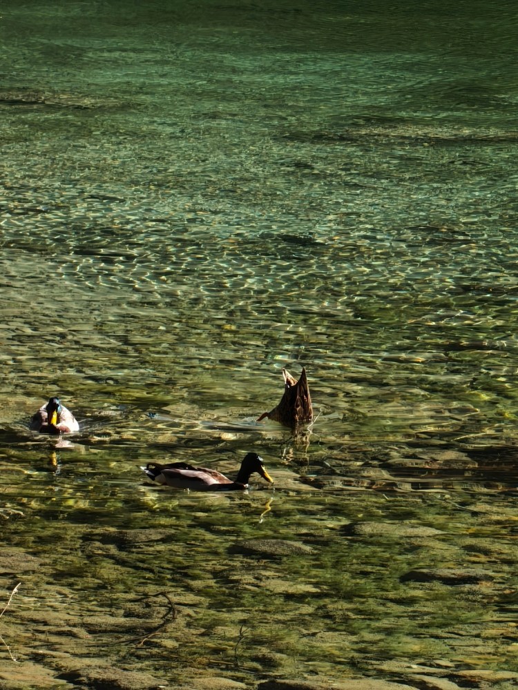 Tre anatre che nuotano in un'acqua cristallina, con fondale visibile.
