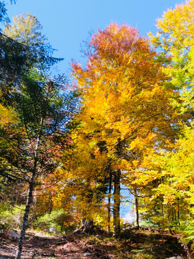 Foliage autunnale con alberi dai colori gialli e arancioni sotto un cielo blu.
