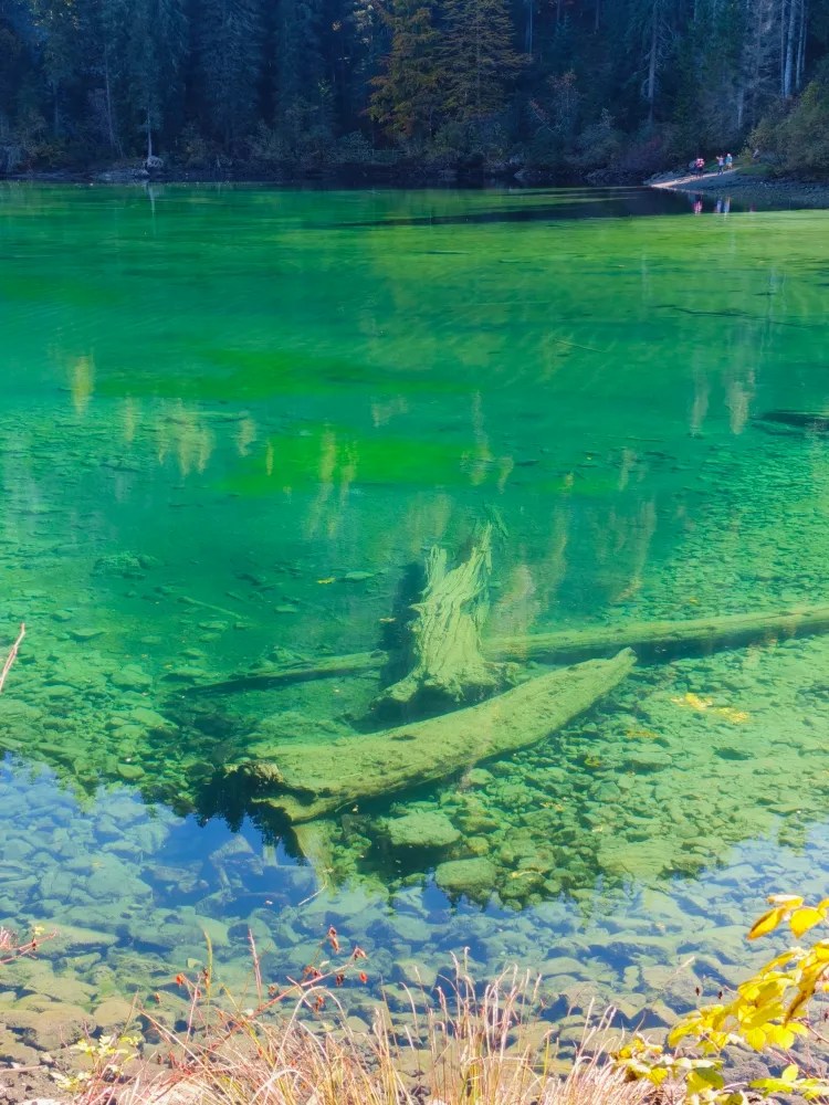 Un lago con acqua verde chiaro e trasparente, tronchi d'albero sommersi e una vegetazione lussureggiante sullo sfondo.