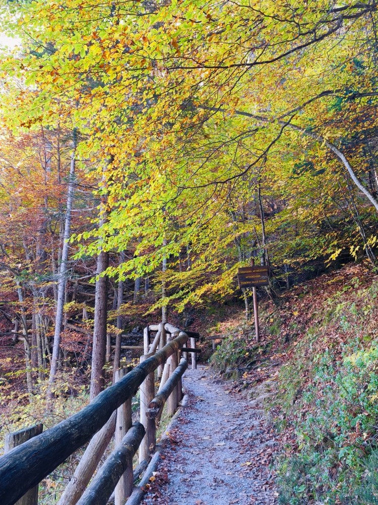 Sentiero di montagna circondato da alberi con foglie autunnali colorate in un ambiente naturale.