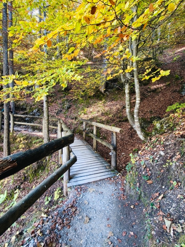 Ponte di legno su un sentiero circondato da alberi con foglie gialle, in un bosco autunnale.