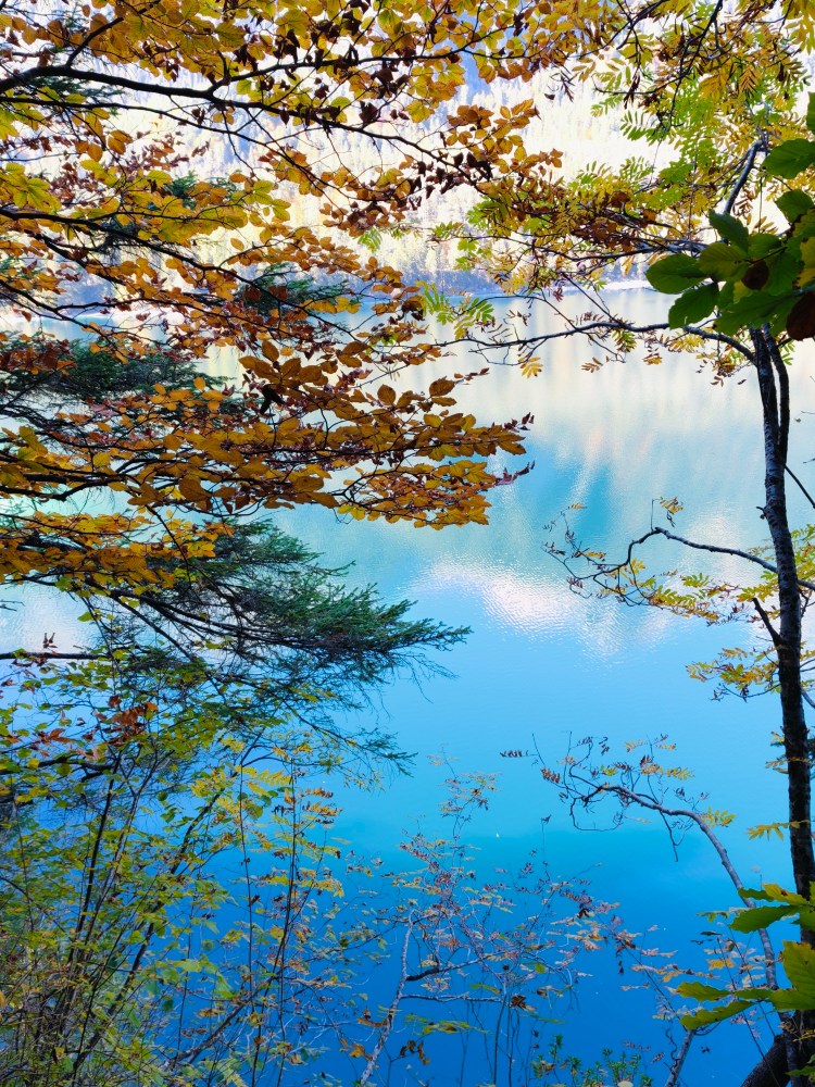 Riflesso di alberi autunnali su un lago blu tranquillo, con foglie colorate che pendono dai rami.