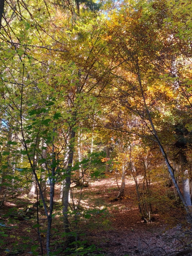 Una vista di una foresta con alberi dai colori autunnali, con foglie verdi, gialle e arancioni e un sentiero illuminato dal sole.